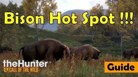 Bison Hot Spot In Yukon Valley Thehunter Call Of The Wild