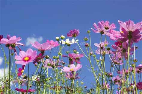 Pink And White Cosmos Flowers In The Nature Stock Photo Image Of