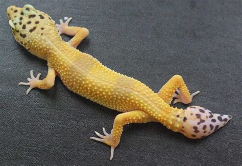 Researchers Uncover How Lizards Regrow Their Tails Iflscience
