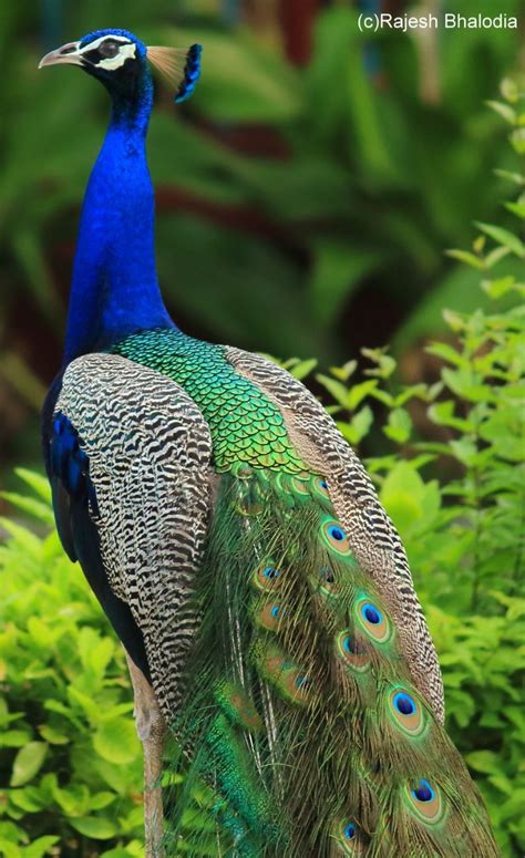 Indian Peacock Pic By Dr Rajesh B From Gujarat Peafowl Peacock