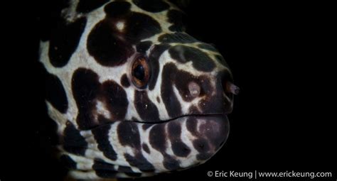 Spotted Moray 114e Hk Reef Fish