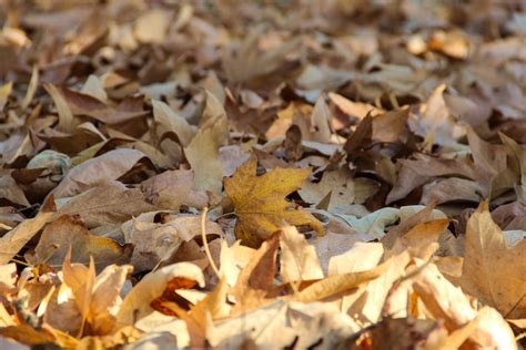 Free Stock Photo Of Dry Leaves On Ground