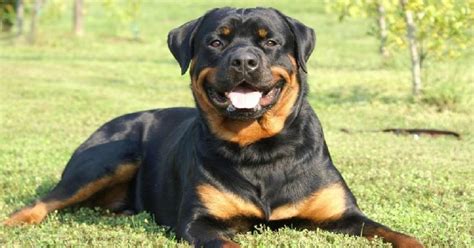 15 Signs That Indicate Youre A Crazy Rottweiler Person And Are Damn