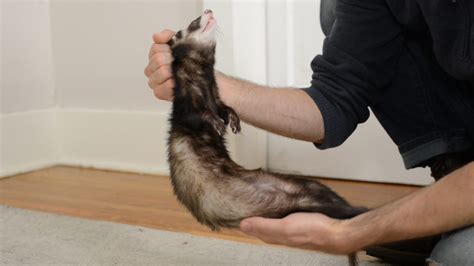How To Cut Ferret Nails The Ultimate Guide The Modern Ferret