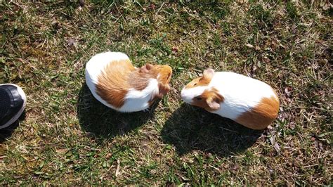 Can Guinea Pigs Eat Grass Outside Reciplaza