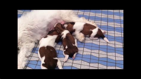3 Cute Newborn Shih Tzu Puppies Youtube