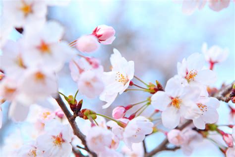 National Flower Of China National Flowers China And Taiwan Plum