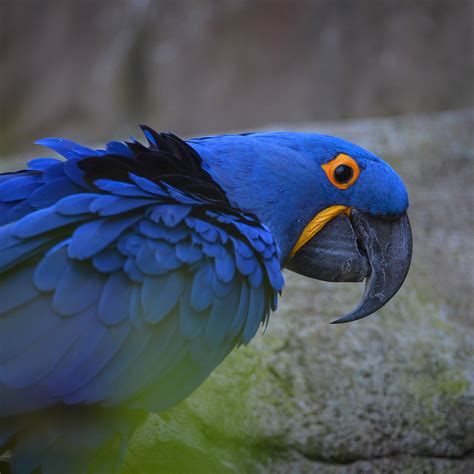Hyacinth Macaws Meet Our Animals Plan Your Visit Chester Zoo