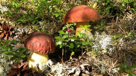 Как вырастить белые грибы