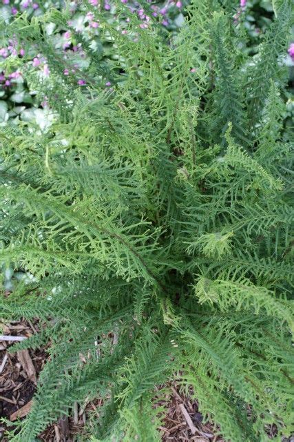 Athyrium Filix Femina Victoriae Lady Fern Ferns For Sale Ferns