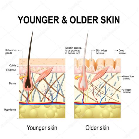 Human Skin Changes Or Ageing Skin A Diagram Of Younger And Older Skin