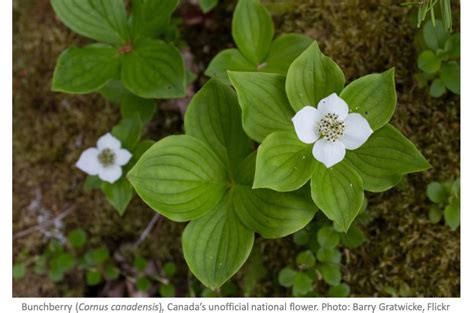 Canadas Unofficial National Flower Laidback Gardener
