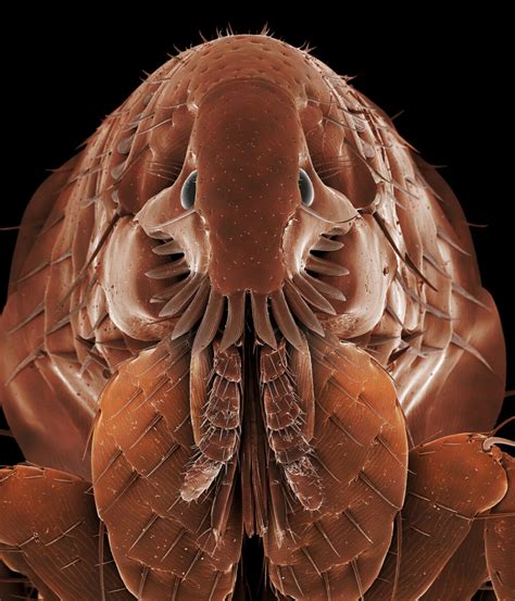 Domestic Fleas Infest Scores Of Wild Mammal Species