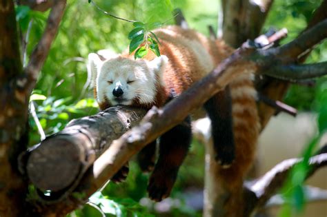 Red Panda Red Panda Branch Sleeping Animals Hd Wallpaper