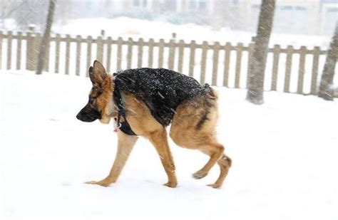 Quasimodo El Perro Con Joroba Que Enternece Al Mundo