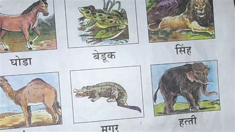 Pet Animals Meaning In Marathi Spirit Animals Carry Meaning Wisdom