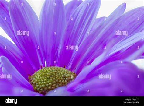 Colorful Purple Daisy Flower Stock Photo Alamy