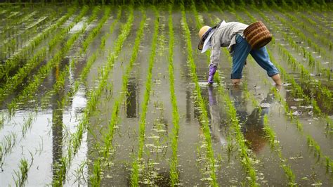 The Future Of Rice Farming In Japan