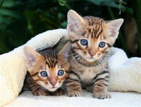 A Cute Gallery of Toyger Kittens