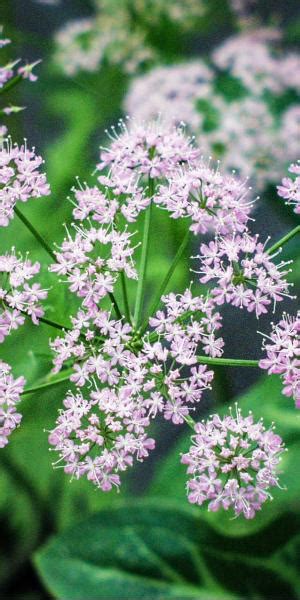 Pretty cow parsley relative is one of the nicest sights in early summer. hirsutum 'Roseum'