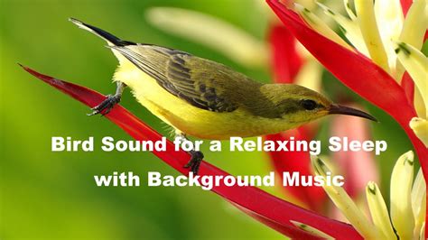 Relaxing Sleep Music Of Bird Sound For Calm Deep And Fast Sleep
