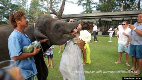 Elephant Eats Bridesmaid On Wedding Day In Hilarious Video Huffpost