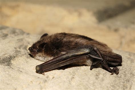 Murin des marais (Myotis dasycneme) | Mammifères | Vertébrés | La