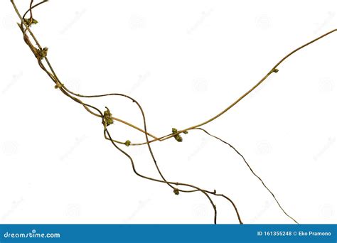Spiral Twisted Jungle Tree Branch Vine Liana Plant Isolated On White