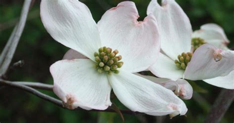 Your white dogwood tree will welcome spring with an exciting show of creamy white florals from may to june. Eastern Flowering Dogwood - St. Williams Conservation Reserve