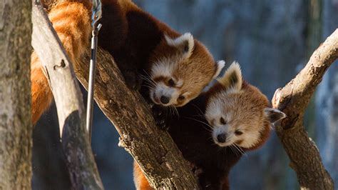 Say ‘hello To The Smithsonian National Zoos New Red Pandas Nbc4