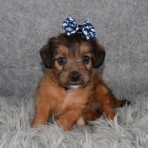 All shelter pets deserve loving homes, but senior pets are often overlooked. Female Jackapoo Puppy For Sale Pippy | Puppies For Sale in PA MD MA