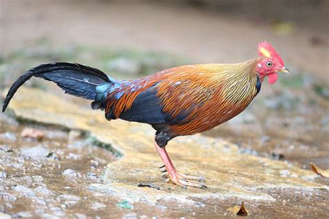 Oriental Bird Club Image Database Sri Lankan Junglefowl