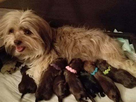 Susan sneed kempner, tx phone: Zoey With Her Babies The Paw Patrol Litter Chocolate ...