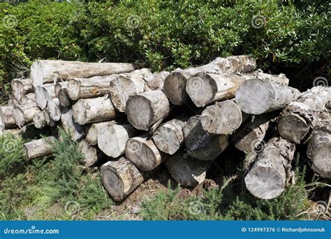 Logs Cut And Stacked In A Pile At Forest Woodlands Stock Photo Image