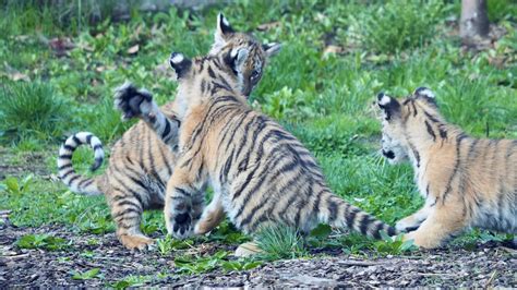 Tiger Cubs At Cleveland Metroparks Zoo Make Public Debut