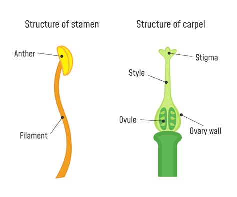 Sexual Reproduction In Flowers — Lesson Science Cbse Class 7