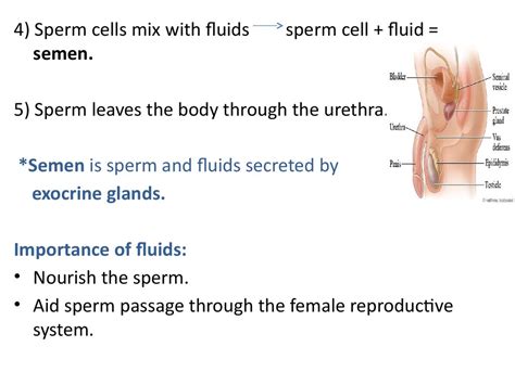 Bagaimana mengidentifikasi sexually fluid vs pansexual. Male reproductive system - презентация онлайн