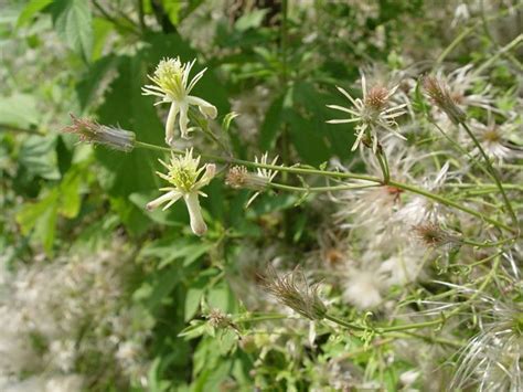 Its natural habitat is on rocky limestone cliffs and streamsides. Clematis drummondii (Old-man's-beard) #14905 | Clematis ...