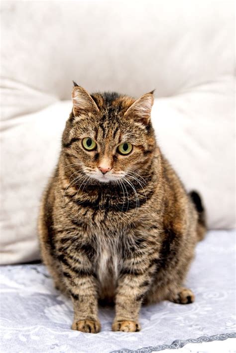 Overweight Tabby Cat Sits And Looks At The Camera Stock Image Image