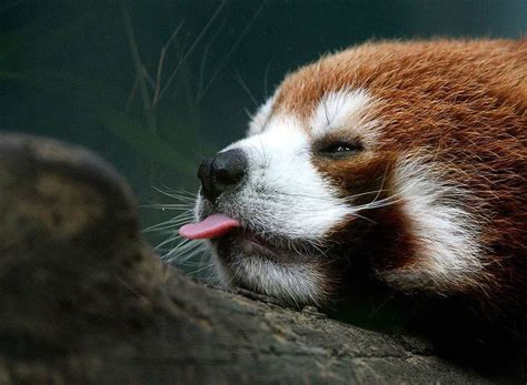 Red Panda Funny Animals Pinterest