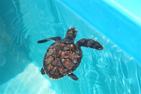 Sea Turtle Center Of Marathon Florida Ditching Suburbia