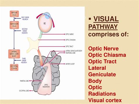 Anatomy Of Visual Pathway Field Defects And Its Lesions