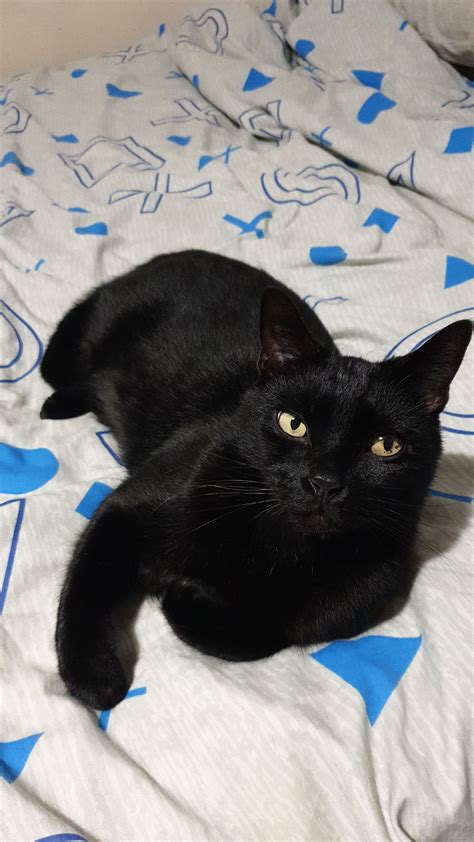 Found Missing Black Cat Near Dalmain Road Lostfound Se23 Forum