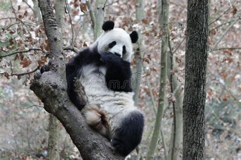 Close Up Giant Panda S Fluffy Face China Editorial Stock Image Image