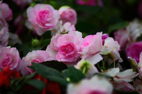 Pink Roses Flowers Free Nature Pictures By Forestwander Nature
