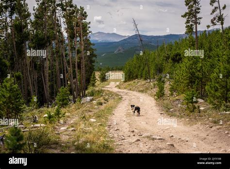 On A Hiking Trail In The Cloud Peak Wilderness Stands A Dog Surrounded