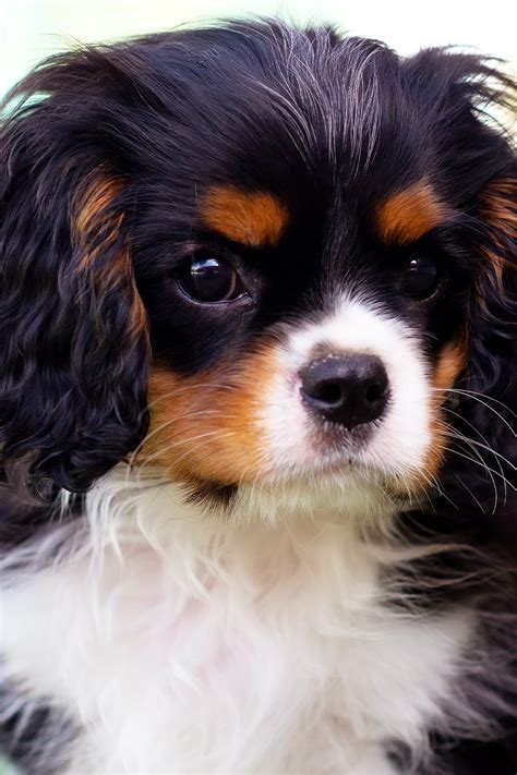 Cavalier King Charles Spaniel Puppies 19 Cute Pups Talk To Dogs
