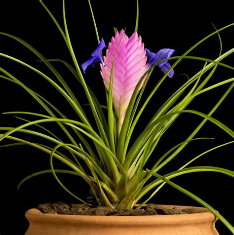 Various Types Of Bromeliad That Can Be Grown Indoors And Outdoors