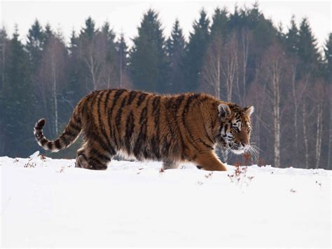 15 Animals That Live In The Taiga