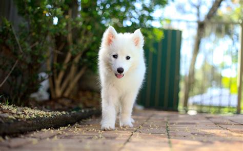 Samoyed Dog Puppy Animal Baby Wallpapers Hd Desktop And Mobile